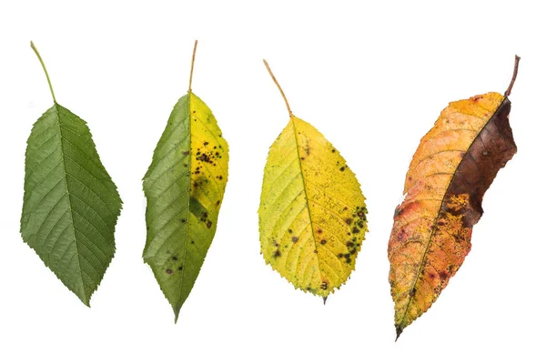 Beyaz bir kiraz yaprağı geliştirme süreci