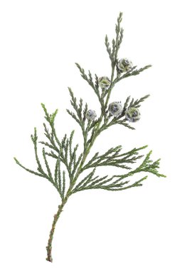 Mazı (bitki) dal meyve üzerinde beyaz bir arka plan ile. Yeşil Mazı dal withunripe meyve.