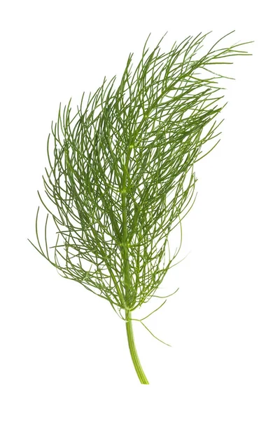 Grüner Fenchel oder Dill isoliert auf weißem Hintergrund — Stockfoto