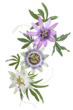 Üç renkli tutku çiçek mor, beyaz, mavi, beyaz izole asılı