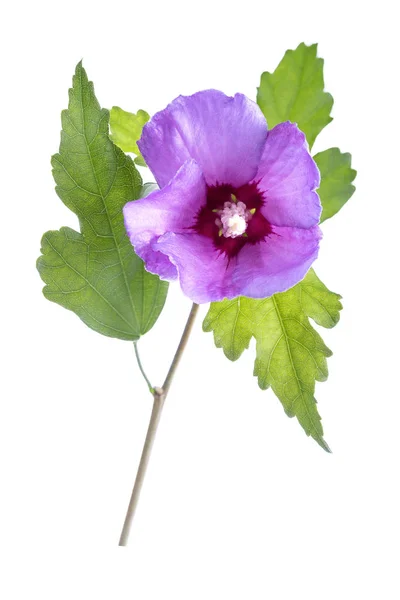 Hermosa flor de hibisco púrpura con hojas verdes sobre fondo blanco — Foto de Stock