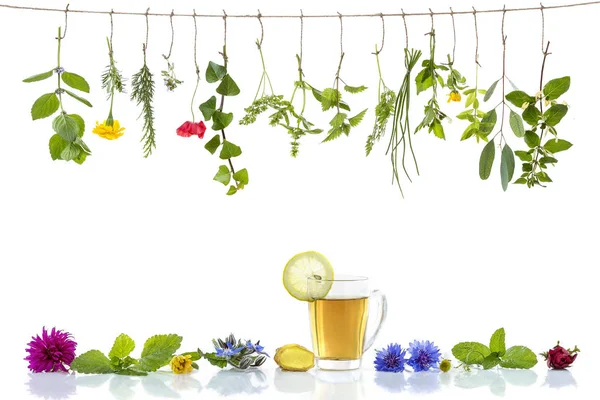 Бордюр з різними свіжими травами і трав'яний чай на білому з свіжими лікувальними рослинами, що звисають зверху  . — стокове фото