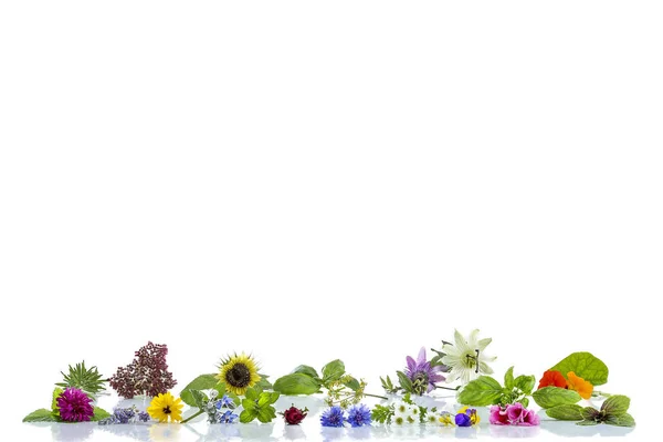 Fronteira com ervas e plantas medicinais frescas em bacground branco velho Preparação de plantas medicinais para fitoterapia e beleza de saúde — Fotografia de Stock