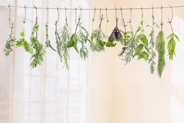 Свежие напольные покрытия и лекарственные растения и травы, висящие на веревке, перед крытым фоном — стоковое фото