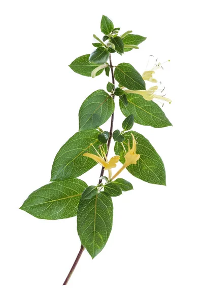 Virágos fehér-sárga Honeysuckle Woodbine. Elszigetelt fehér background — Stock Fotó