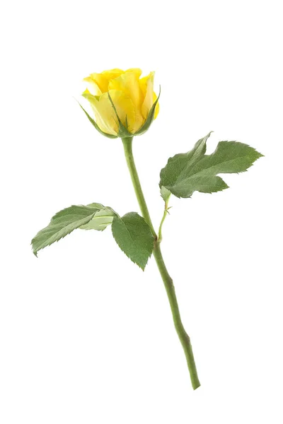 Κίτρινο τριαντάφυλλο υποκατάστημα, απομονωμένη σε λευκό φόντο, με ψαλίδισμα path.front προβολή — Φωτογραφία Αρχείου