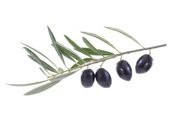 Sluit uo op zwarte olijf met zijn blad en schaduw op witte backgeound — Stockfoto