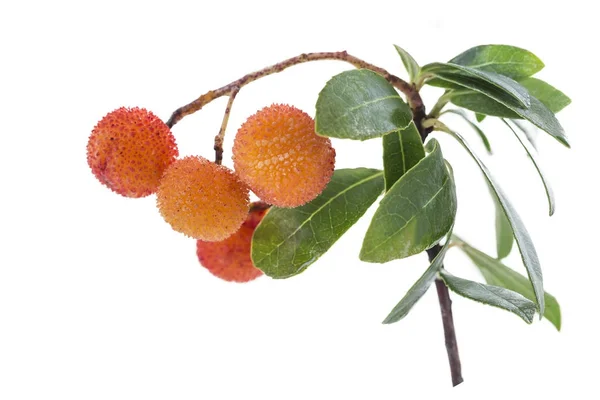 Kocayemiş şube ve beyaz zemin üzerine çok olgun turuncu meyve — Stok fotoğraf