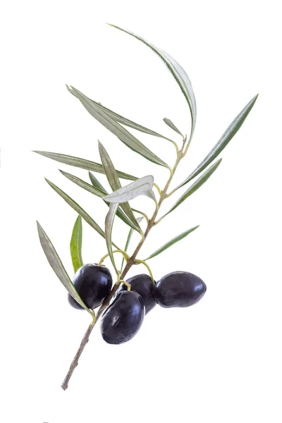 Close uo auf schwarzem Olive mit seinem Blatt und Schatten auf weißem Grund — Stockfoto