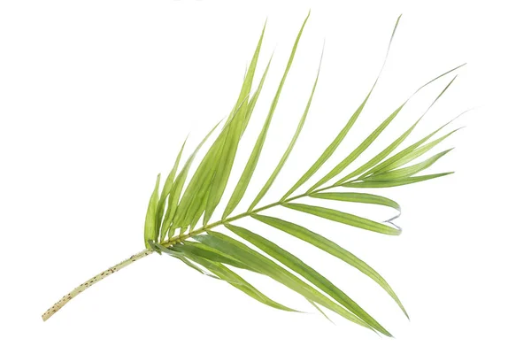 Folhas verdes de palmeira no fundo branco — Fotografia de Stock