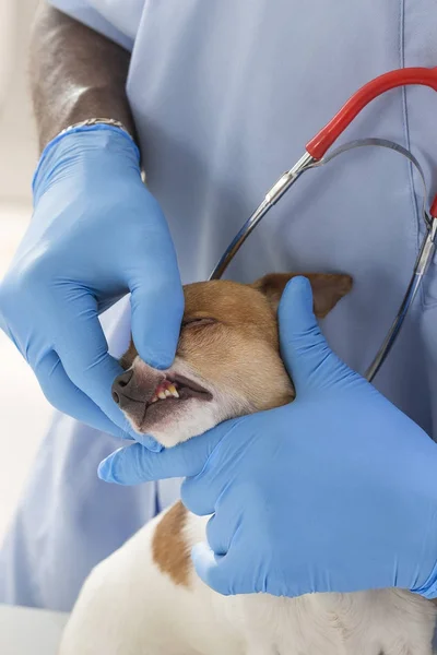 Veterinario comprueba los dientes a un perro - animal y animal concepto de cuidado veterinario — Foto de Stock