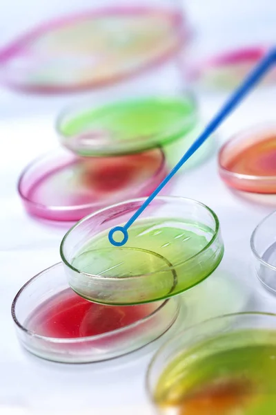 Pipeta de laboratório de plástico transparente sobre placas de Petri cheias de solução de mídia colorida para um experimento em um laboratório de pesquisa científica — Fotografia de Stock