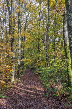 Sonbahar, sonbahar ormanı. Kırmızı yaprakların yolu ışığa doğru. Gizemli, umut dolu..