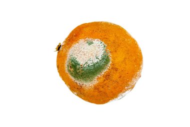 Texture of blue mold on an orange fruit Spoiled dried lemon with mold on a white background. Blue-green mold on orange. Fungus with mold on fruit clipart