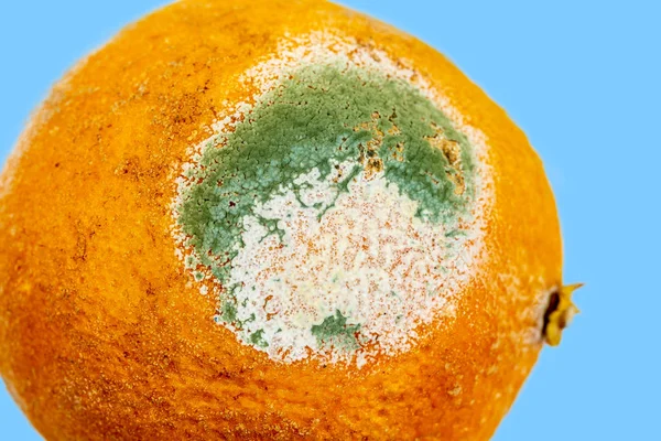 Textur av blå mögel på en apelsinfrukt Bortskämd torkad citron med mögel på en vit bakgrund. Blå-grön mögel på orange. Svamp med mögel på frukt — Stockfoto