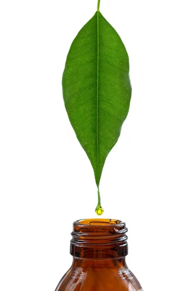 Herbal, conceito de medicina alternativa., gota de óleo essencial caindo de uma folha para a garrafa isolada em branco — Fotografia de Stock
