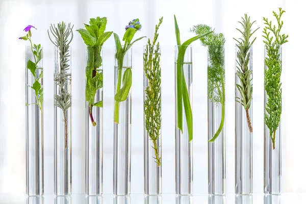 Vědecký experiment rostlinných léčivých přípravků - květiny a rostliny v zkumavkách.na bílém — Stock fotografie