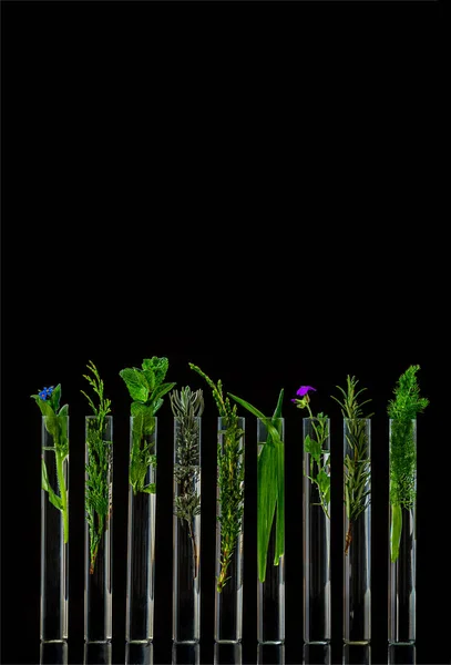 Sperimentazione scientifica di erbe medica- fiori e piante in provette. — Foto Stock