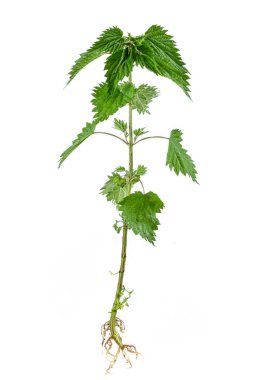 Kokuşmuş ısırgan otu (Urtica dioica) hepsi bitki ve kökü ile, beyaz bir zemin üzerinde.