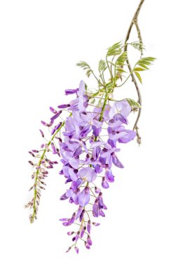 Beyaz arkaplanda izole edilmiş Wisteria çiçeklerine yakın plan