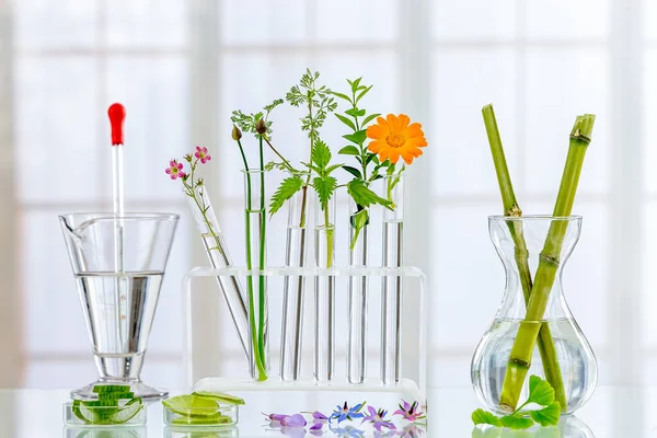 Hintergrund: Panoramabild eines Labors Frische Heilpflanze und experimentierfreudige Blumen auf weißem Hintergrund — Stockfoto