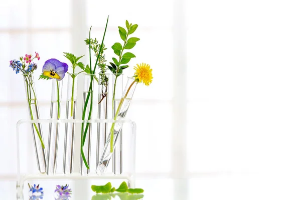 Örtmedicin Bakgrund: Panoramabild av ett laboratorium Färsk medicinalväxt och blommor redo för experiment på en vit bakgrund — Stockfoto