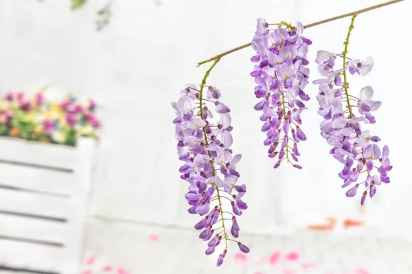 Fantastické barevné wisteria na terase pozadí květiny používané v kosmetice a bylinné medicíně — Stock fotografie