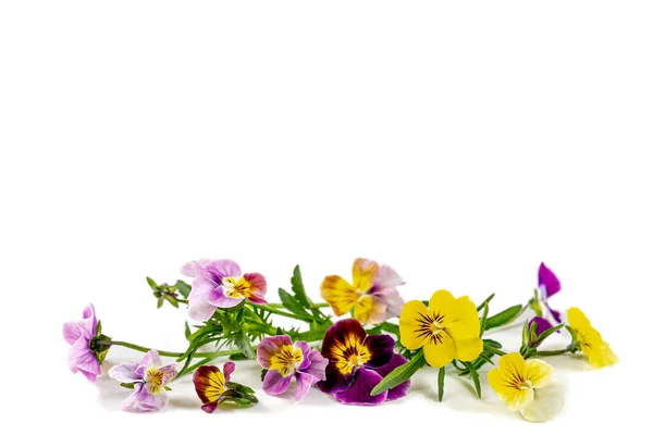 Ágyúk ibolya virágok ez elszigetelt fehér alapon: Field árvácskák Viola arvensis fajok ibolya — Stock Fotó