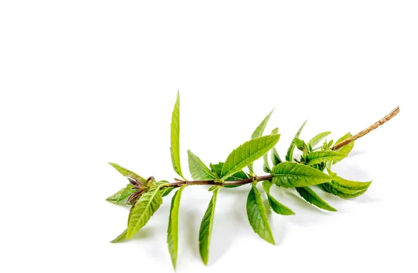 Verbena di limone fresca isolata su bianco — Foto Stock