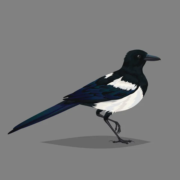 Realistiska fågel Skata isolerad på en grå bakgrund. — Stock vektor