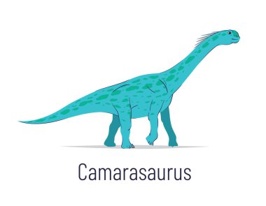 Camarasaurus. Sauropodomorpha dinozor. Tarih öncesi yaratık Camarasaurus 'un renkli tasviri beyaz arka planda izole edilmiş düz bir şekilde çizildi. Dev fosil dinozor..