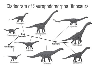 Cladogram of sauropodomorpha dinosaurs. Monochrome vector illustration of diagram showing relations among sauropods - protosauropoda, sauropoda, macronaria. Dinosaurs on white background. clipart