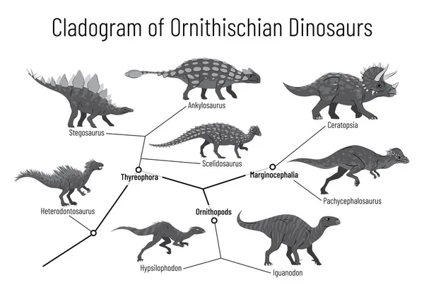 Ornithischian dinozorlarının Cladogram 'ı. Ornithischia, thyreophora, ornithopodlar ve marginocephalia arasındaki ilişkileri gösteren diyagramın tek renkli vektör çizimi. Beyaz arkaplanda dinozorlar.