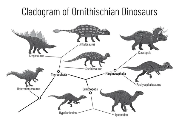 Kladogram av ornitischianska dinosaurier. Monokrom vektor illustration av diagram som visar relationer mellan ornitischia - tyreophora, ornitopoder, marginalocephalia. Dinosaurier på vit bakgrund. — Stock vektor