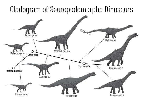 Kladogram sauropodomorfních dinosaurů. Monochromatický vektorový diagram znázorňující vztahy mezi sauropody - protosauropoda, sauropoda, macronaria. Dinosauři na bílém pozadí. — Stockový vektor
