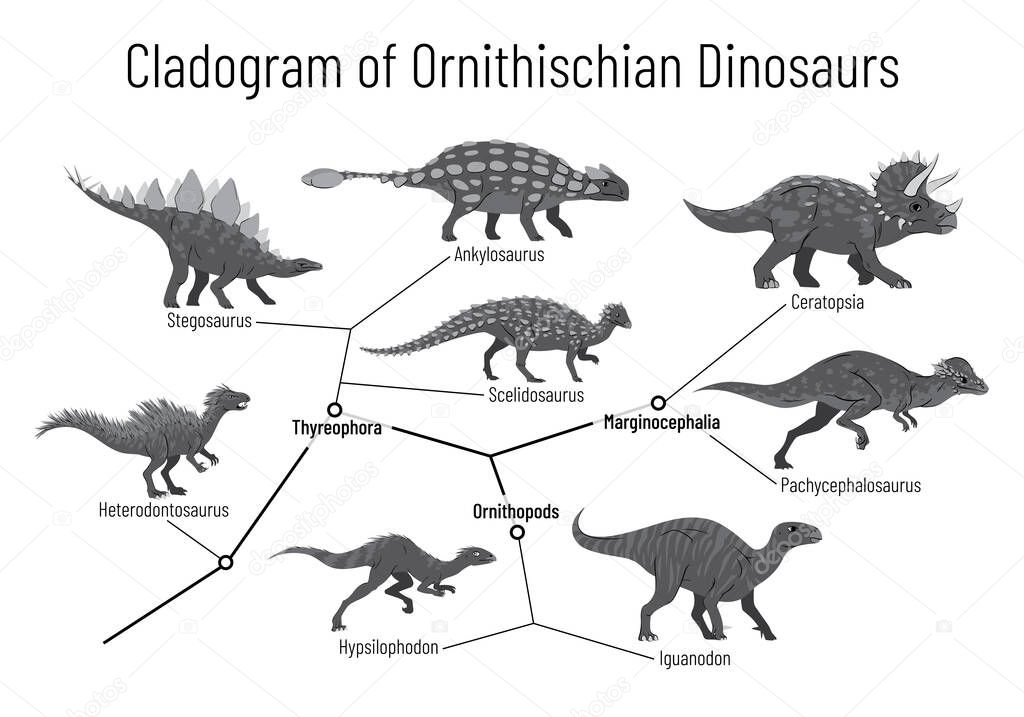 Cladogram of ornithischian dinosaurs. Monochrome vector illustration of diagram showing relations among ornithischia - thyreophora, ornithopods, marginocephalia. Dinosaurs on white background.