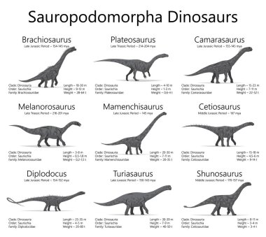 Sauropodomorpha dinozorlar. Beyaz arka planda izole edilmiş dinazorların tek renkli vektör çizimi. Boyut, ağırlık, sınıflandırma ve yaşam süresi bilgisine sahip kadim yaratıklar kümesi..