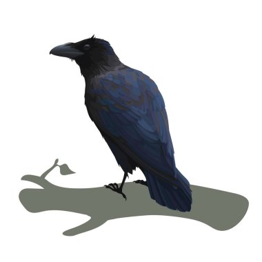 Bir dalda oturan gerçekçi kuzgun. Beyaz arka planda izole edilmiş akıllı kuş Corvus Corax 'ın renkli vektör çizimi. Tasarım, baskı ve dekorasyon için bir öge.