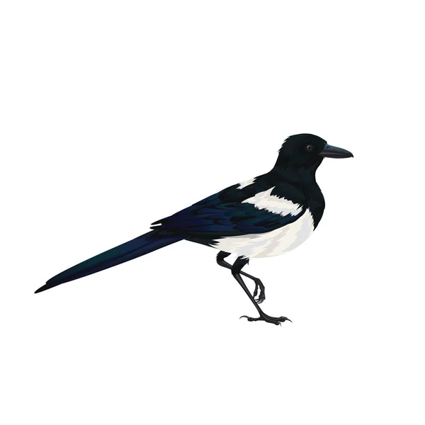 Magpie realistik duduk. Ilustrasi vektor berwarna dari burung cerdas Eurasia Magpie di tangan menggambarkan gaya realistis yang terisolasi di latar belakang putih. Elemen untuk desain, cetak, dekorasi. - Stok Vektor