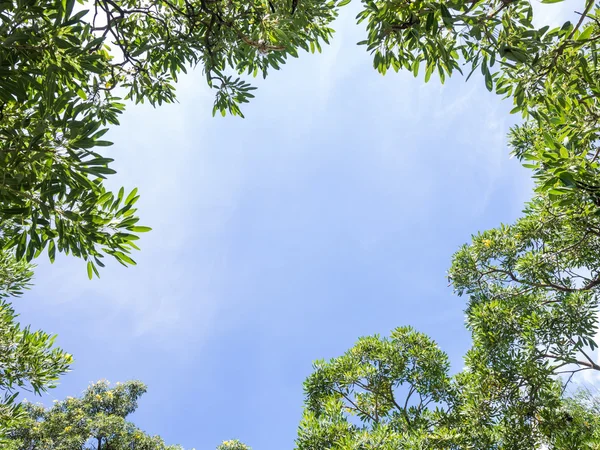 Blauwe hemel met boom takken achtergrond Rechtenvrije Stockfoto's