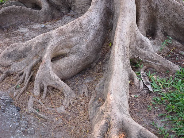 Ağaç kökleri yere ve yeşil çimen.