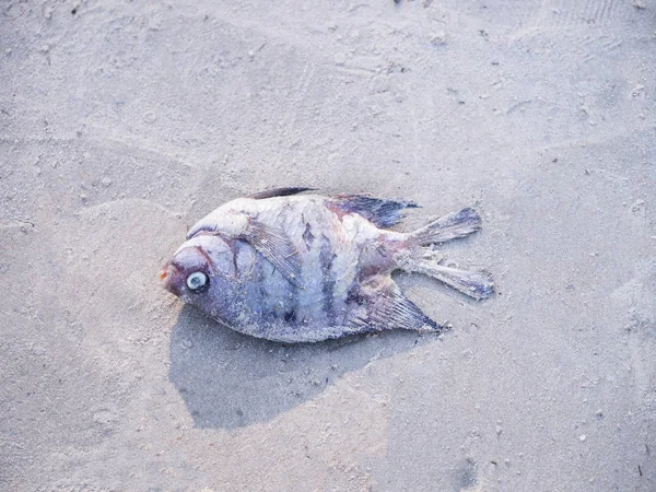 Ölü balık bir kumsalda karaya öldü