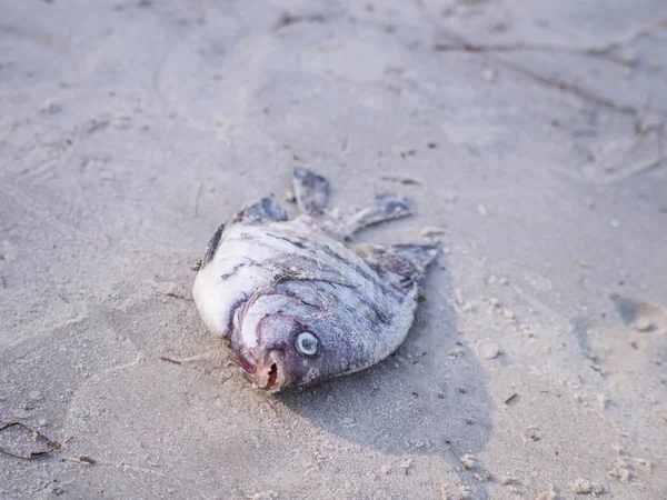 Ölü balık bir kumsalda karaya öldü