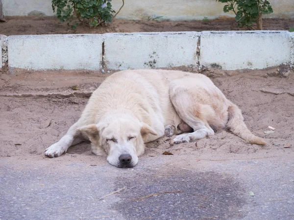 Yol tarafında kum üzerinde uyuyan beyaz köpek