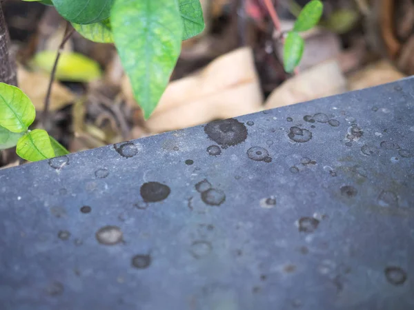 Doğal bir yaprak arka plan ile siyah Granit levha lekesi