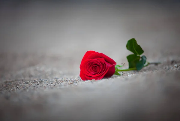 Одинокая Роза Пляже — стоковое фото