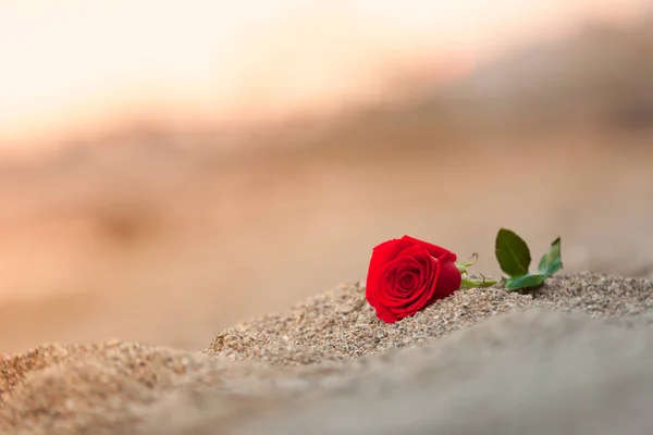 Красная Роза Пляже — стоковое фото