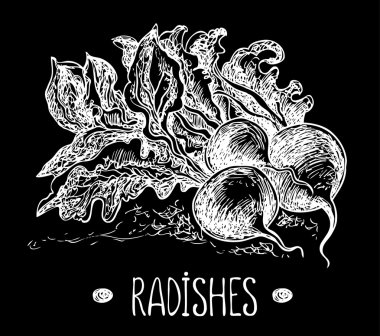 Turp kara tahta üzerinde. Grafik illüstrasyon vektör el çekilmiş. Yarım yamalak stili.