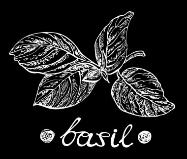 Kara tahta fesleğen yaprağı. Vektör çizim tasarım menü, yemek tarifleri ve paketleri ürünler için.