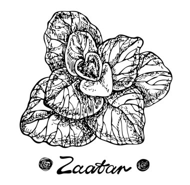Zaatar bırakır. Baharat. Grafik illüstrasyon vektör el çekilmiş. Yarım yamalak stili.